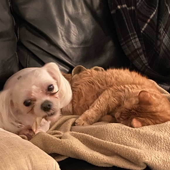 Pet Friendly Home πΆπ± - Picture 4 of 16